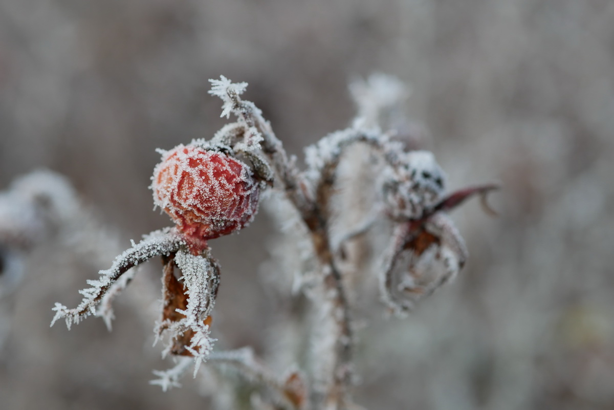 Hagebutte im Frost